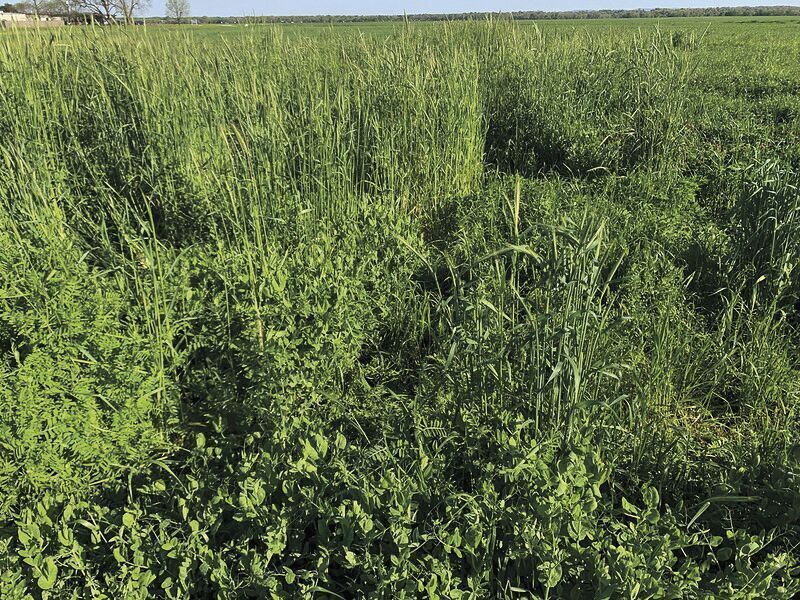Winter Legumes